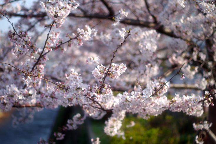 な まし 心 は のどけから に て ば 絶え 世の中 桜の 春の かり せ